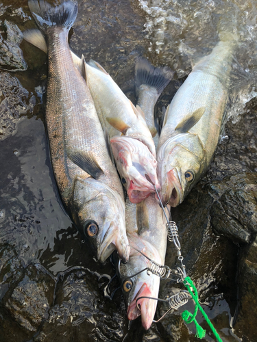 シーバスの釣果