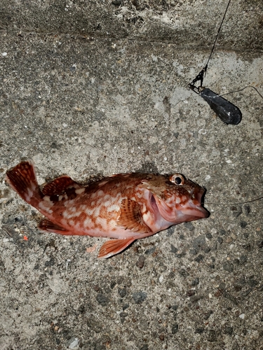 カサゴの釣果