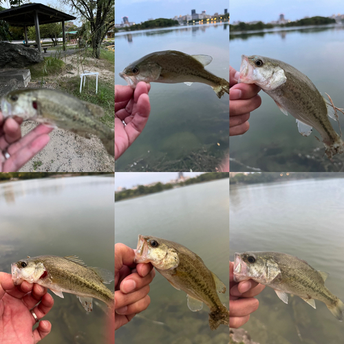 ブラックバスの釣果