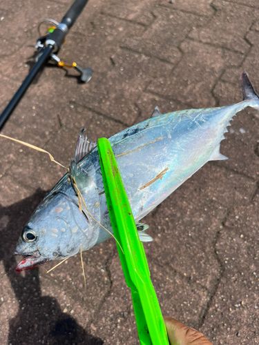 スマカツオの釣果