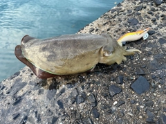 コウイカの釣果