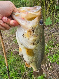 ラージマウスバスの釣果