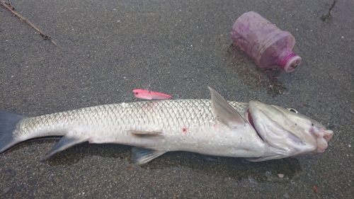 ニゴイの釣果