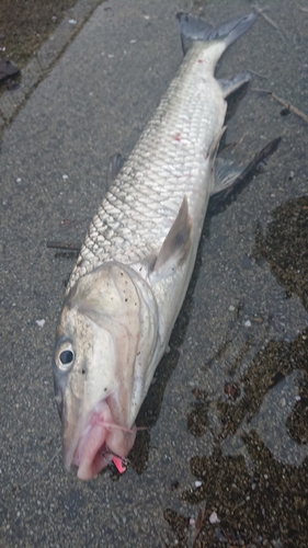 ニゴイの釣果