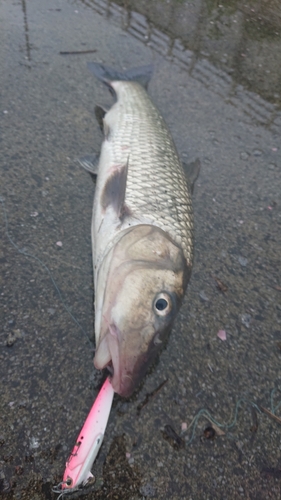 ニゴイの釣果