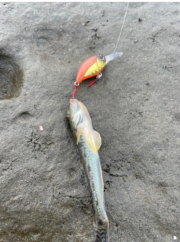 ハゼの釣果