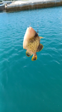 キヘリモンガラの釣果