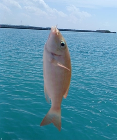 ムルーの釣果