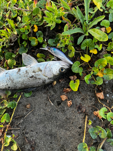 セイゴ（マルスズキ）の釣果