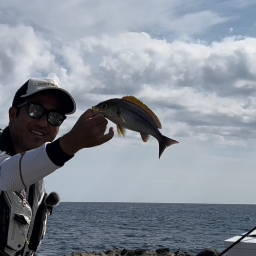 イサキの釣果