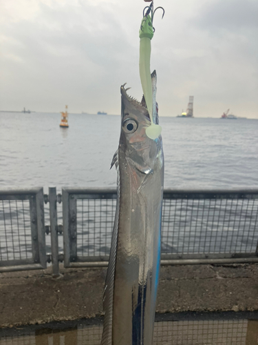 タチウオの釣果