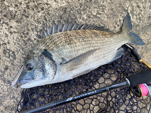 ミナミクロダイの釣果