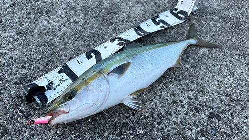 メジロの釣果