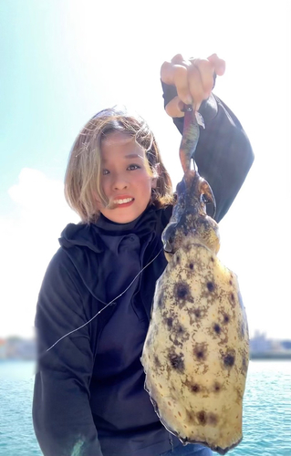 コブシメの釣果