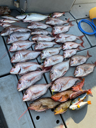 マダイの釣果