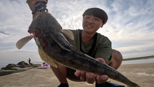 マゴチの釣果