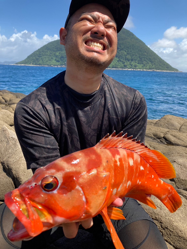 アカハタの釣果