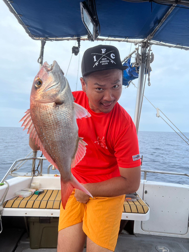 マダイの釣果