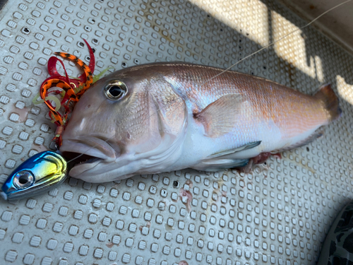 シロアマダイの釣果