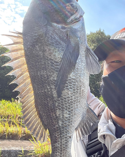 チヌの釣果