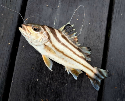 コトヒキの釣果