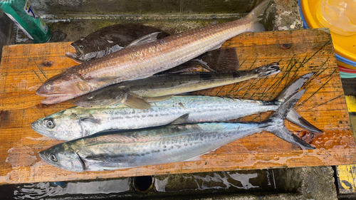 サゴシの釣果