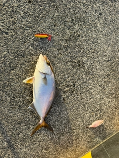 ショゴの釣果