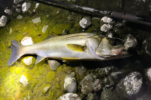 スズキの釣果