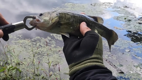 ブラックバスの釣果