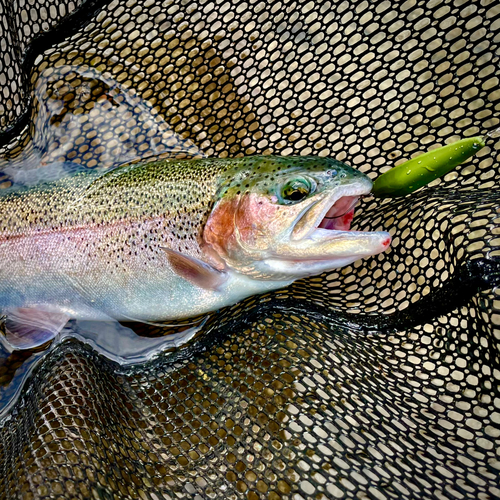 ニジマスの釣果