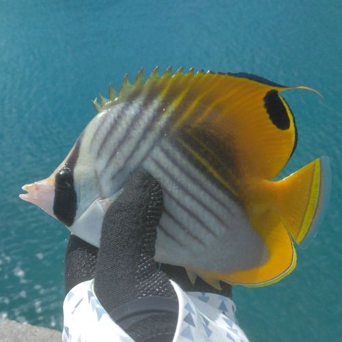 チョウチョウウオの釣果