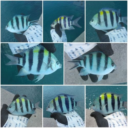 オヤビッチャの釣果