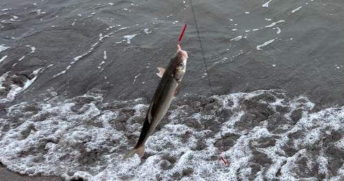 ウグイの釣果