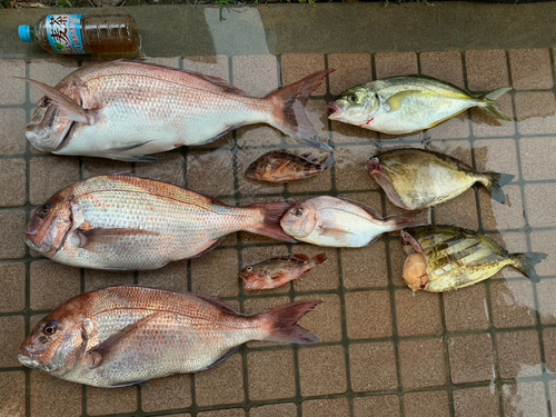 タイの釣果