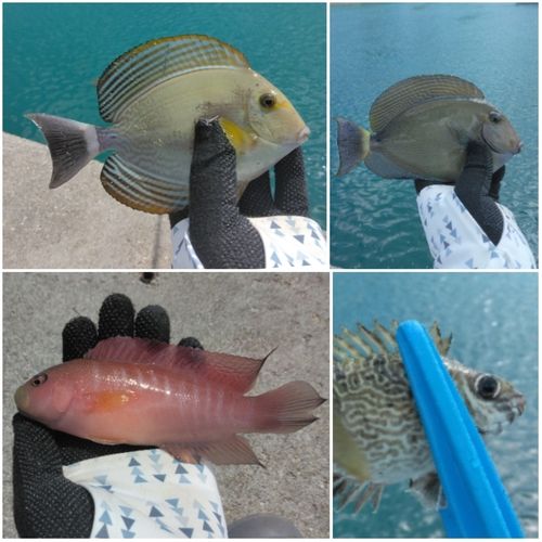 トカジャーの釣果