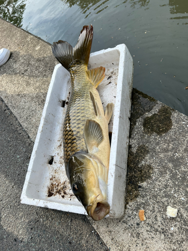 タイの釣果