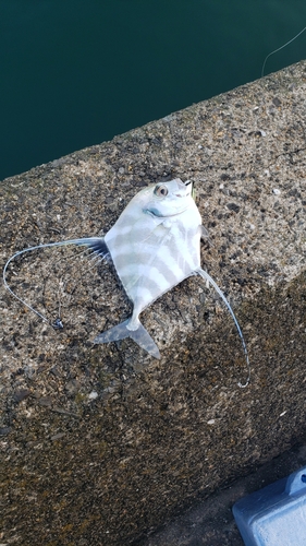 イトヒキアジの釣果