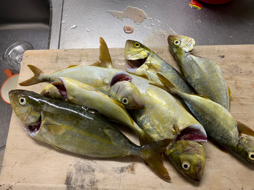 ツバスの釣果