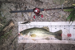 ラージマウスバスの釣果