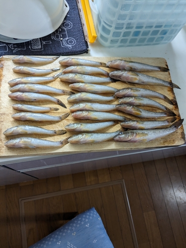 マハゼの釣果