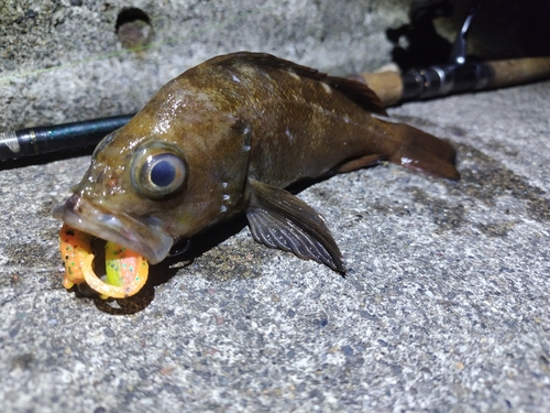 エゾメバルの釣果