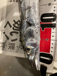 タチウオの釣果