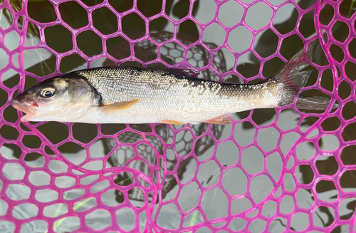 ウグイの釣果