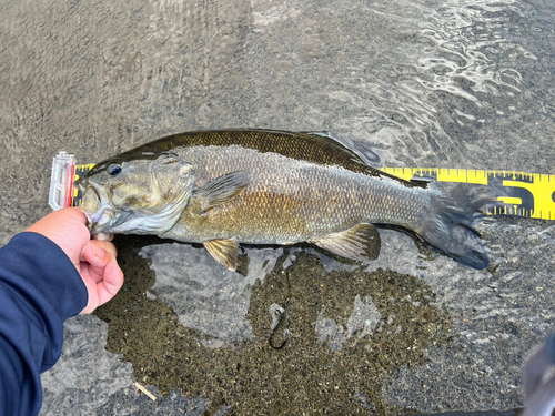 スモールマウスバスの釣果