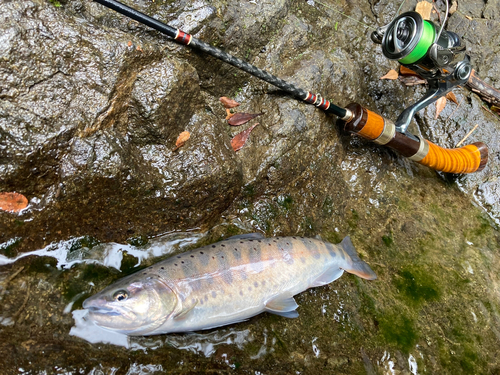 ヤマメの釣果