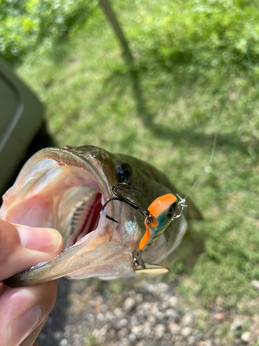 ラージマウスバスの釣果