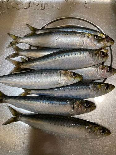 イワシの釣果