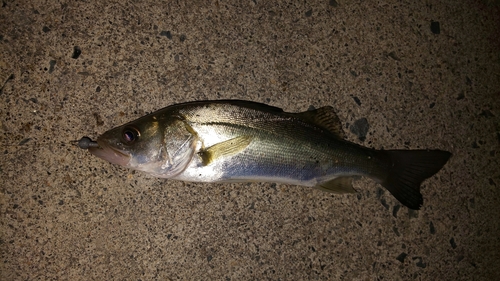 スズキの釣果