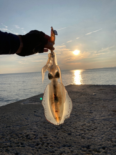 アオリイカの釣果