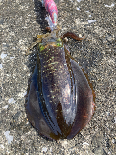 アオリイカの釣果